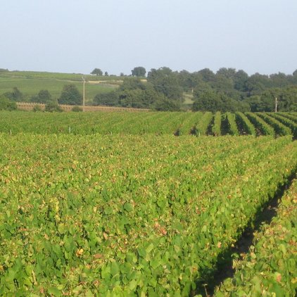 Les Vignes autour de Clisson